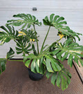 Thai Constellation Monstera